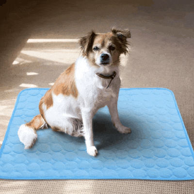 Groom-pet